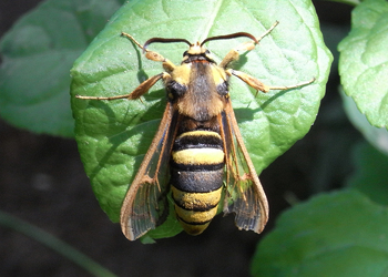 Hornissen - Glasflügler (Sesia apiformis) - © Rupert Fauster